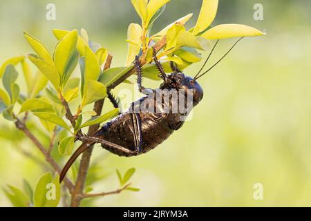 Bronzo Glandolare bronzo ghiandolare bush-cricket (Bradyporus dasypus), Riserva della Biosfera del Delta del Danubio, Romania Foto Stock