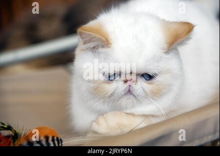 Gatto persiano piuttosto triste Foto Stock