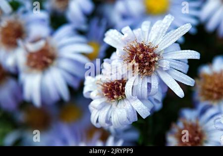 Crisantemi selvatici in gocce di rugiada Foto Stock