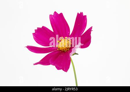 Immagine di primo piano di un Cosmo Rosa su sfondo bianco Foto Stock