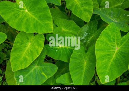 La colocasia è piante erbacee perenni con un grande corpo sopra o appena sotto la superficie del terreno. Sono una fonte eccellente di fibra dietetica Foto Stock