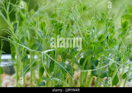 Primo piano di piselli microgreens con semi e radici. Germogliare Microgreens. Germinazione del seme a casa. Concetto vegano e di alimentazione sana. Piselli germogliati se Foto Stock