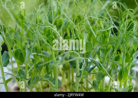 Primo piano di piselli microgreens con semi e radici. Germogliare Microgreens. Germinazione del seme a casa. Concetto vegano e di alimentazione sana. Piselli germogliati se Foto Stock