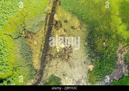 Vista aerea dall'alto verso il basso dell'erba verde e dell'acqua nelle paludi Foto Stock