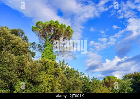 Cime degli alberi nella lussureggiante foresta e cielo blu con nuvole al tramonto in una giornata estiva. Foto Stock