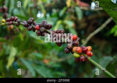 Il caffè è una bevanda preparata con bacche di caffè rosse. Qui è bacche di caffè rosse organiche che formano uno sfondo bello in fuoco. Foto Stock