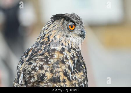 Grimaud, Francia. 26th ago, 2022. Un'aquila eurasiatica (Bubo bubo, Uhu, 'Hibou Grand-duc d'Europe') durante una mostra di falconeria (mostra) a Grimaud, Francia nel mese di agosto, 26, 2022. Foto di Victor Joly/ABACAPRESS.COM Credit: Abaca Press/Alamy Live News Foto Stock