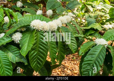 Piccoli fiori bianchi profumati cresceranno dove le foglie e i rami si incontrano. La fragranza dei fiori del caffè è appena meravigliosamente profonda e con nessuno di Foto Stock