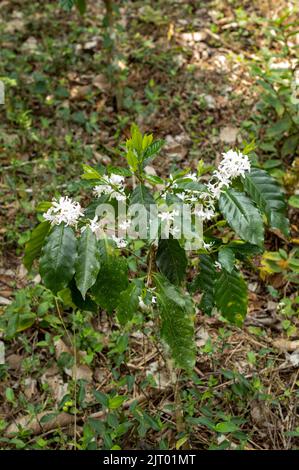 Piccoli fiori bianchi profumati cresceranno dove le foglie e i rami si incontrano. La fragranza dei fiori del caffè è appena meravigliosamente profonda Foto Stock