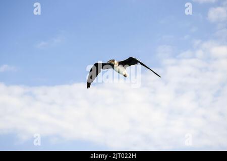 Un gabbiano vola nel cielo blu con le nuvole, la libertà in natura. Spazio di copia. Messa a fuoco selettiva. Foto Stock