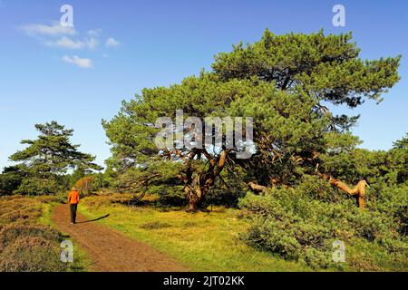 Una donna che cammina nella riserva delle dune del Nord Olanda. Schoorlse Duinen, Paesi Bassi. Foto Stock