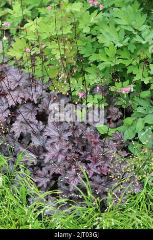 Un bordo di fiori in un giardino con Heuchera porpora-leaved BlackBerry Jem Foto Stock