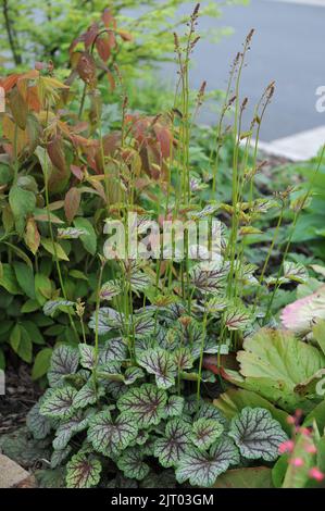 Un bordo floreale in un giardino con Heuchera Magic Color e Spiraea japonica macrophylla nel mese di maggio Foto Stock