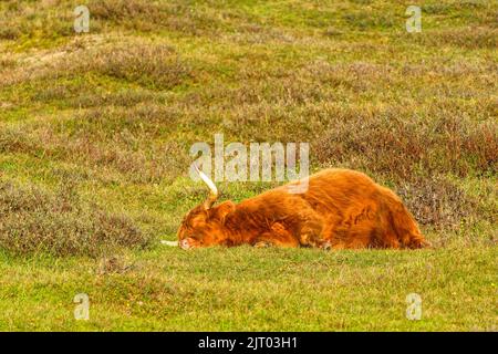 Un bestiame delle Highland che dorme nella riserva delle dune del Nord Olanda. Paesi Bassi. Foto Stock