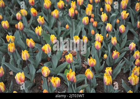 Giallo con motivo di fiamma viola tulipani Triumph (Tulipa) Prinses Margriet fioriscono in un giardino nel mese di aprile Foto Stock