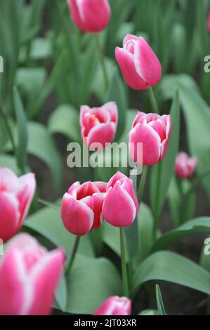 Tulipani Triumph rosa e bianco (Tulipa) occhi privati fioriscono in un giardino nel mese di aprile Foto Stock