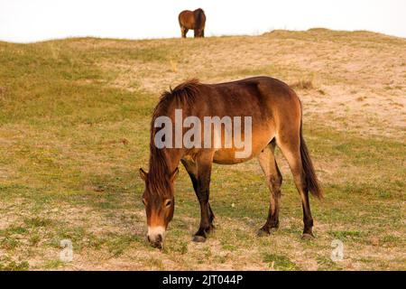 Due cavalli Konik che pascolano nella riserva delle dune del Nord Olanda, uno davanti e uno dietro . Paesi Bassi. Foto Stock