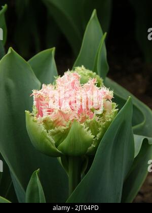 Tulipani rosa a doppia frange (Tulipa) Queensland fiorisce in un giardino nel mese di aprile Foto Stock