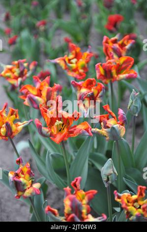 Tulipani rossi e gialli (Tulipa) Rasta Parrot fiorisce in un giardino nel mese di aprile Foto Stock