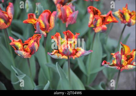 Tulipani rossi e gialli (Tulipa) Rasta Parrot fiorisce in un giardino nel mese di aprile Foto Stock