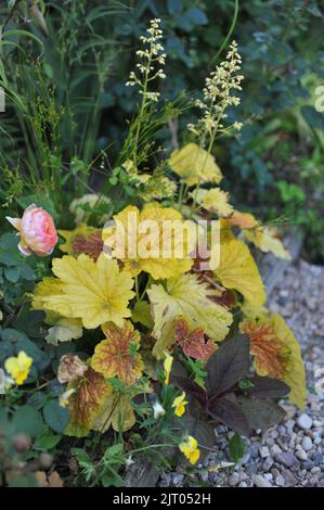 Un bordo di fiore in un giardino con un Heuchera giallo-lievito e una rosa rosa (Rosa) nel mese di giugno Foto Stock