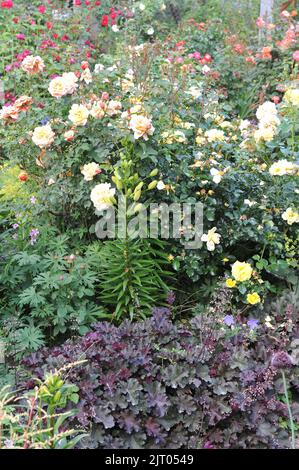 Un bordo di fiore in un giardino con heuchera viola scuro, gigli e rose Foto Stock