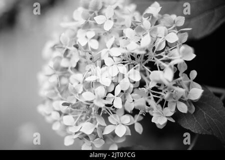 Un mazzo di fiori di panicola hydrangea in un giardino, in scala di grigi shot Foto Stock