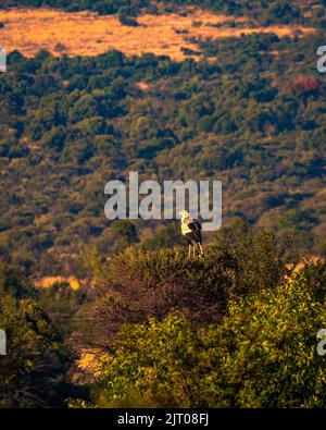 Un colpo verticale di un uccello segretario nel Parco Nazionale di Pilanesberg, Sudafrica. Foto Stock