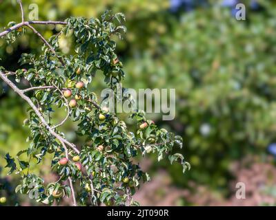 Mele di granchio selvatico che crescono in campagna pronte per la raccolta Foto Stock