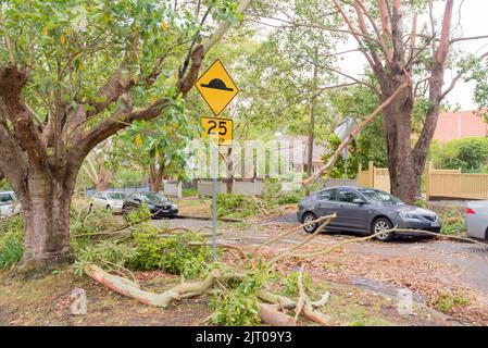 Sydney Aust Nov 26 2019: una improvvisa tempesta strappato attraverso la periferia a nord di Sydney lo scatto di alberi e pali di potenza lasciando carnage ma nessuna perdita di vita Foto Stock