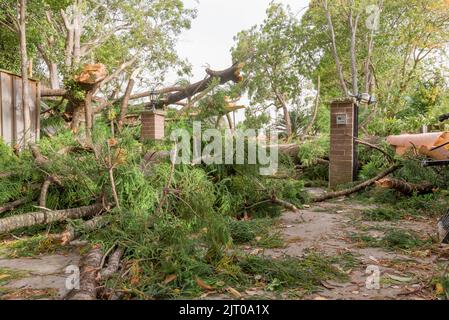 Sydney Aust Nov 26 2019: una improvvisa tempesta strappato attraverso la periferia a nord di Sydney lo scatto di alberi e pali di potenza lasciando carnage ma nessuna perdita di vita Foto Stock