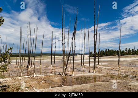 Dead Trees at Yellowstone's Fountain Paint Pot Area, Yellowstone National Park, Wyoming, USA Foto Stock