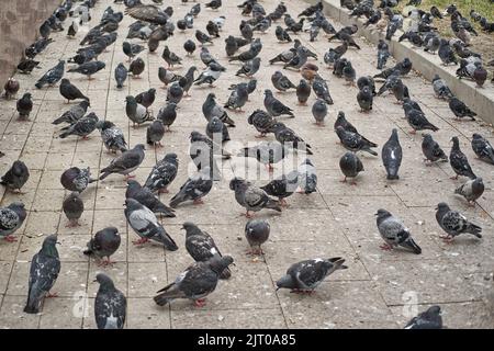 Molti piccioni sulla strada in città. Gruppo di piccioni. Foto Stock