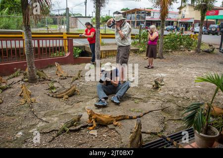Fotografi che scattano foto di iguane di fronte a un ristorante in Costa Rica. Foto Stock