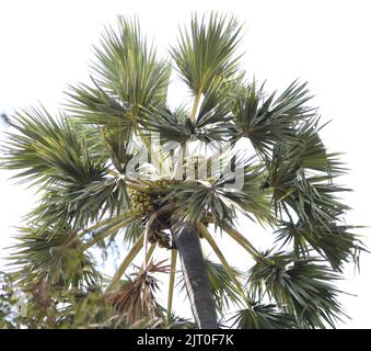 Un tiro a basso angolo di rami di albero di sabeo con lo sfondo del cielo Foto Stock