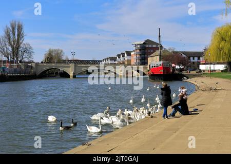 Swans al fiume Nene Embankment Gardens, Peterborough City, Cambridgeshire, Inghilterra, Regno Unito Foto Stock