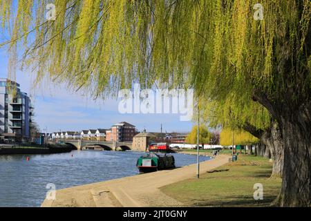 Swans al fiume Nene Embankment Gardens, Peterborough City, Cambridgeshire, Inghilterra, Regno Unito Foto Stock