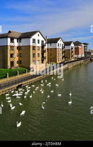 Swans al fiume Nene Embankment Gardens, Peterborough City, Cambridgeshire, Inghilterra, Regno Unito Foto Stock