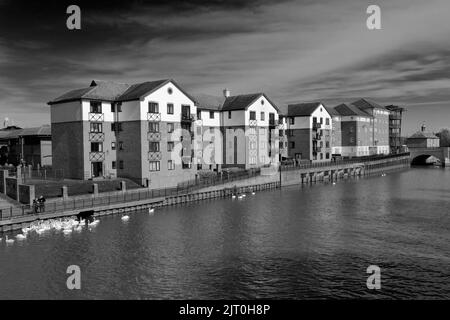 Swans al fiume Nene Embankment Gardens, Peterborough City, Cambridgeshire, Inghilterra, Regno Unito Foto Stock