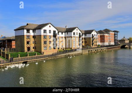 Swans al fiume Nene Embankment Gardens, Peterborough City, Cambridgeshire, Inghilterra, Regno Unito Foto Stock