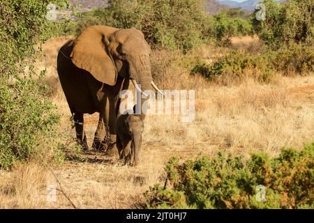 Elefante africano (Loxodonta africana) femmina con vitello Foto Stock