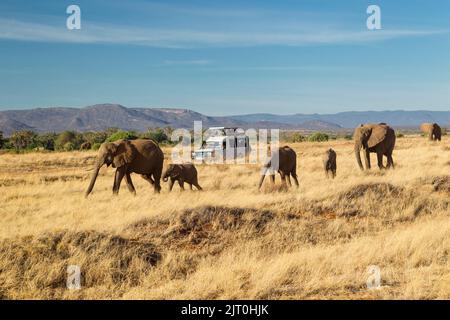 Elefanti africani (Loxodonta africana) camminando in un file unico con veicolo safari in background Foto Stock