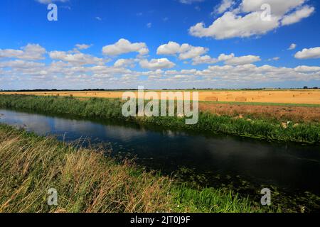 Estate; Whittlesey Dyke, Bedford livelli vicino villaggio Turves; Fenland; Cambridgeshire; Inghilterra; Regno Unito Foto Stock