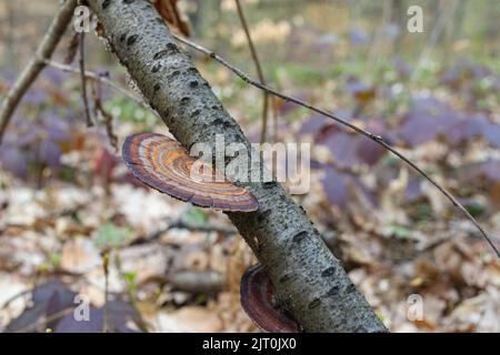 Daedaleopsis confragosa, il sottile labirinto polipo parete o la staffa arrossante cresce su ramo di albero caduto Foto Stock