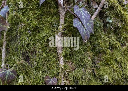 Ivy che cresce su un trunk albero di Mosy. Ivy arrampicata su corteccia di un albero. Primo piano Foto Stock