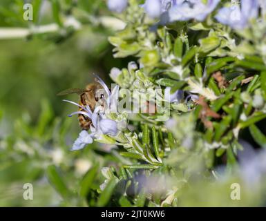 Ape di miele al lavoro su un fiore di rosario Foto Stock