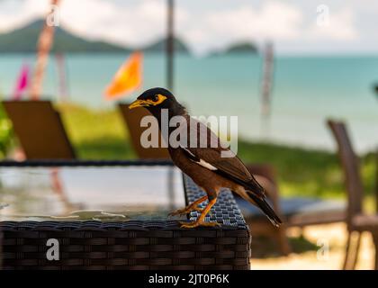 Mynah Bird curioso Foto Stock