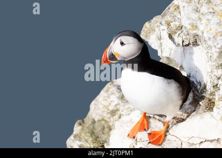 Primo piano del puffin Atlantico arroccato su un bordo della scogliera, scogliere di Bempton, Regno Unito. Foto Stock