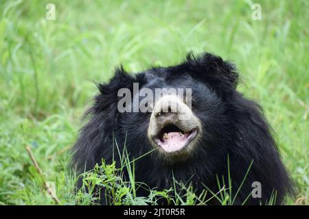 L'orso indiano sta guardando la macchina fotografica e sta prendendo il resto sul campo di erba al santuario della fauna selvatica. Foto Stock