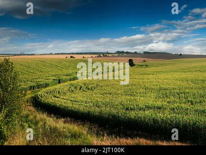 Vista panoramica del canale di irrigazione tra campi con raccolti di mais e alberi sullo sfondo Foto Stock